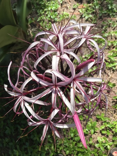 Crinum amabile observed 2021-03-25