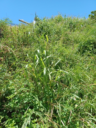 Sorghum halepense observed 2023-04-21