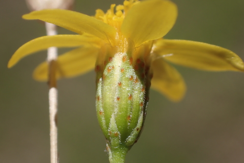 Thymophylla pentachaeta, 2023-04-21
