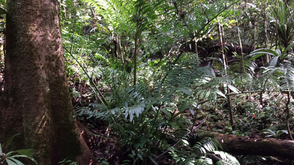 Angiopteris madagascariensis; photograph author not stated, no rights reserved