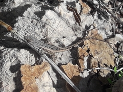 Sceloporus parvus
