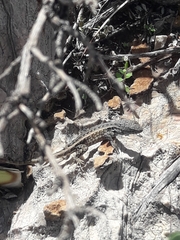 Sceloporus parvus