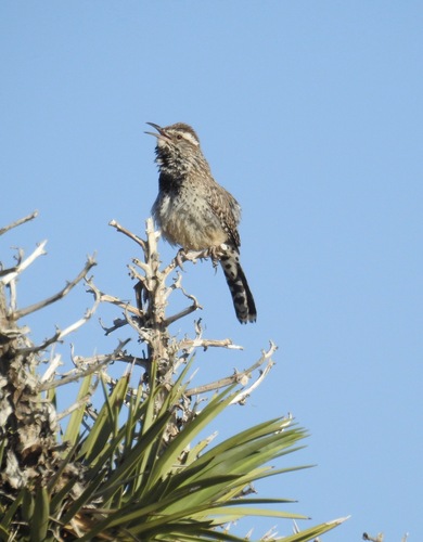 iNaturalist observation photo of Cactus Wren