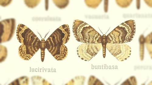 Xanthorhoe lucirivata