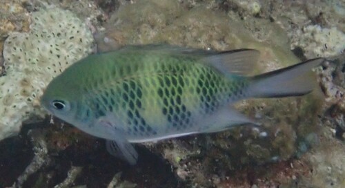 Staghorn Damsel (Amblyglyphidodon curacao)
