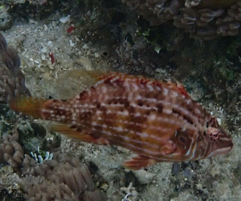 Cockerel Wrasse
