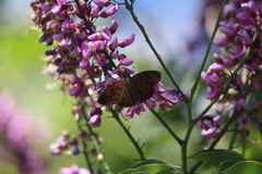 Anastrus sempiternus sempiternus