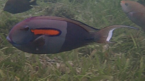 Orangeblotch Surgeonfish (Acanthurus olivaceus)