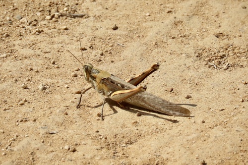 iNaturalist observation photo of Gray Bird Grasshopper