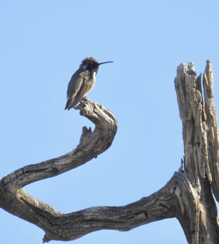 iNaturalist observation photo of Costa's Hummingbird