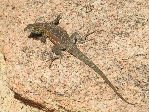 iNaturalist observation photo of Western Side-blotched Lizard