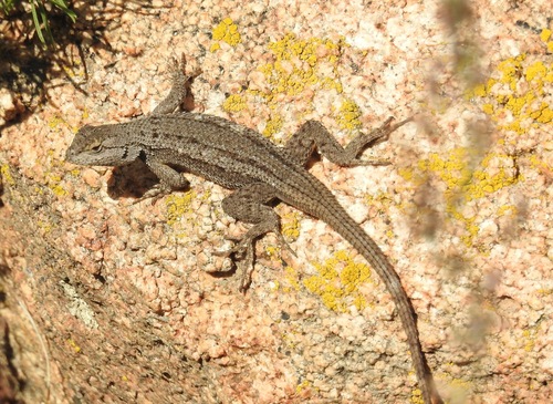 iNaturalist observation photo of Western Fence Lizard