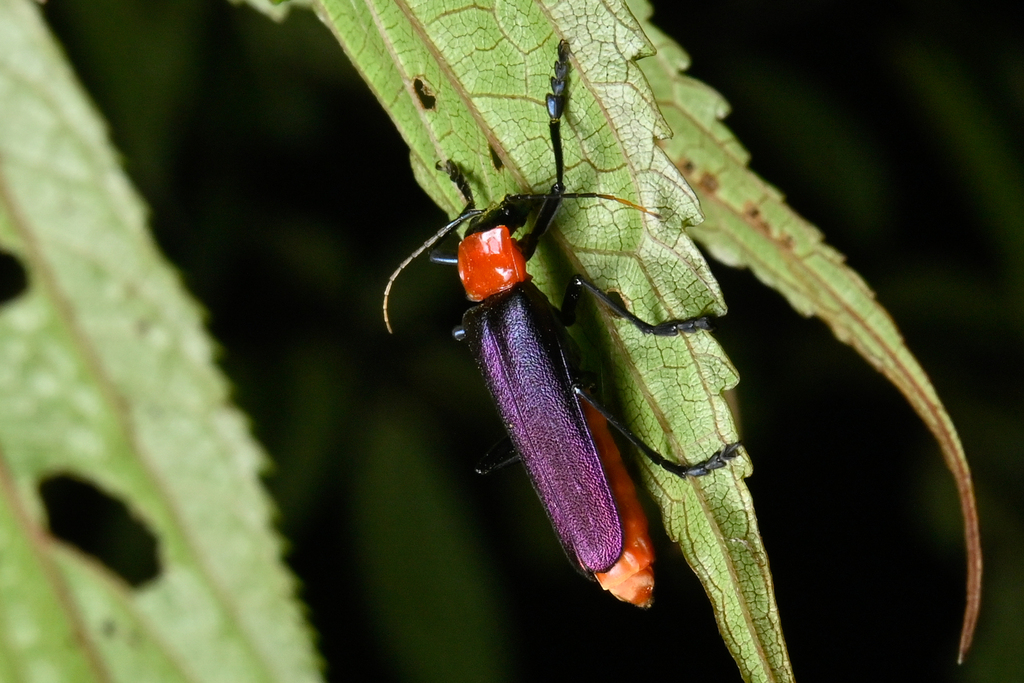 Themus purpuratus