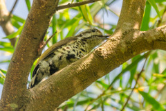 Picumnus innominatus