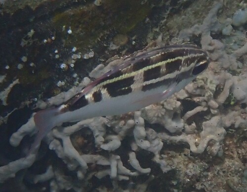 Black-and-white monocle bream (Scolopsis lineata) — Nemipteridae