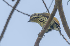 Picumnus innominatus