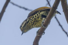 Picumnus innominatus