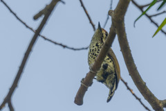 Picumnus innominatus