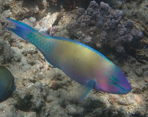 Palenose Parrotfish (Scarus psittacus)
