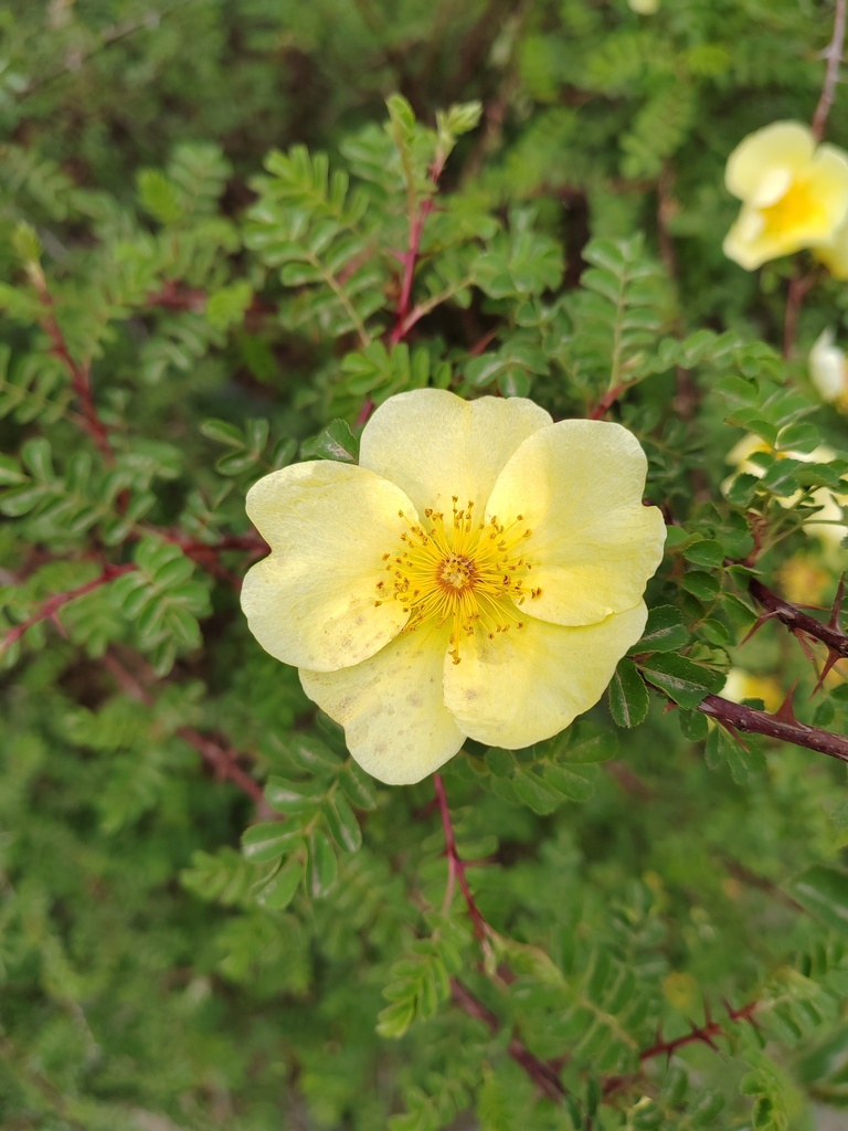 Manchu rose