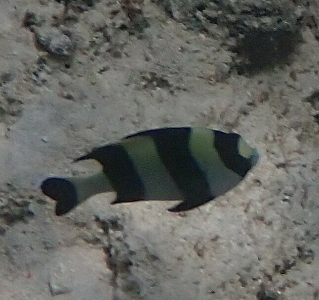 Blacktail Damselfish