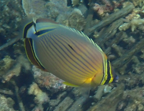 Redfin Butterflyfish (Chaetodon lunulatus)