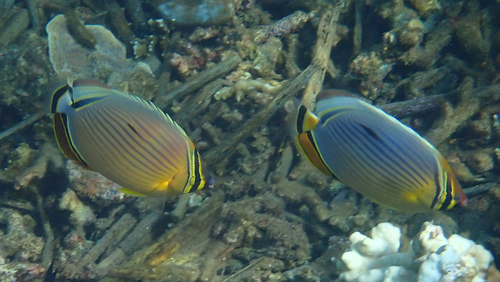 Redfin Butterflyfish (Chaetodon lunulatus)
