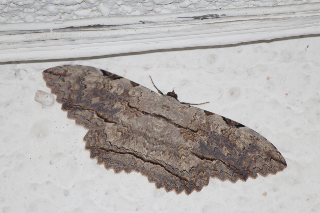 Owl Moth
