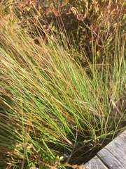 Carex oligosperma