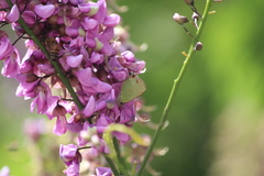 Cyanophrys miserabilis