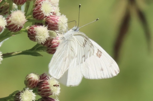 iNaturalist observation photo of Checkered White