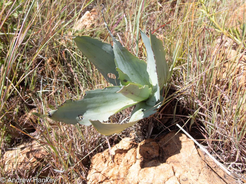 Ledebouria confusa, South Africa