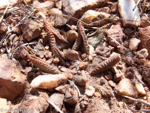 Haworthiopsis koelmaniorum