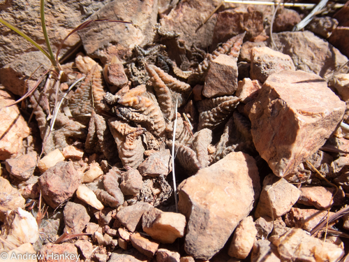 Haworthiopsis koelmaniorum