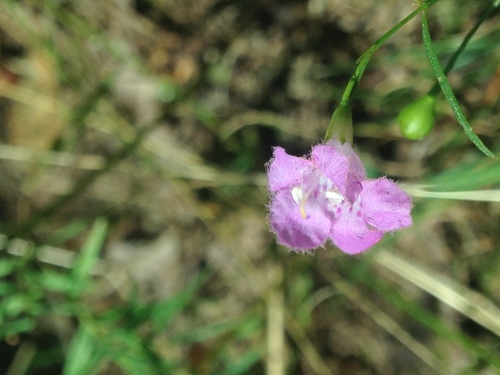 Roundstem false foxglove (Agalinis gattingeri)