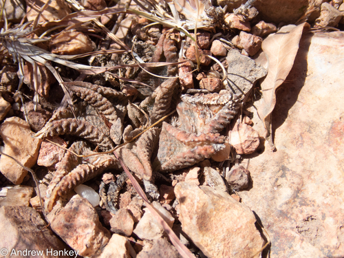 Haworthiopsis koelmaniorum