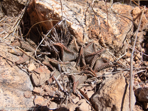 Haworthiopsis koelmaniorum
