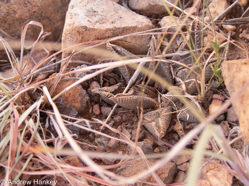 Haworthiopsis koelmaniorum