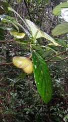 Tabernaemontana eusepala