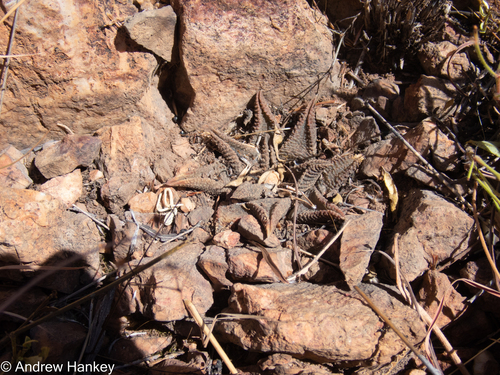 Haworthiopsis mcmurtryi (C.L.Scott) Zonn. 4