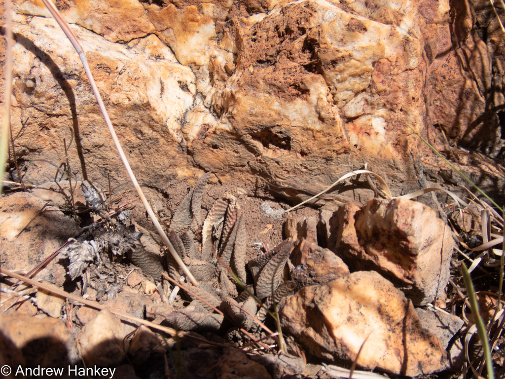 Haworthiopsis koelmaniorum, South Africa