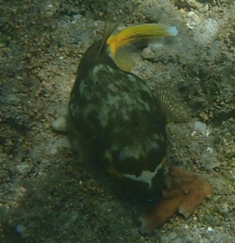 Blackspotted Puffer (Arothron nigropunctatus)
