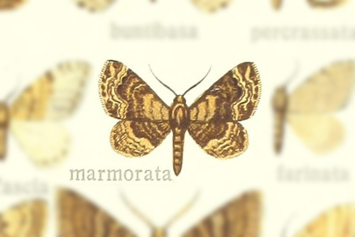Aeschrostoma marmorata