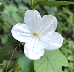 Ruellia metziae