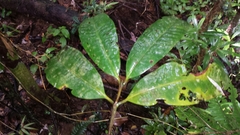 Pyrostria