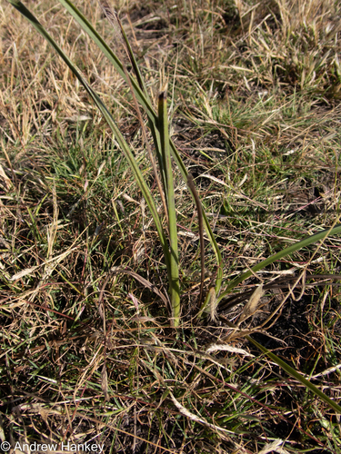 Hypoxis acuminata (Hypoxis acuminata)