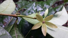 Calyptranthera