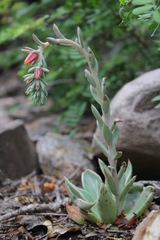 Echeveria strictiflora