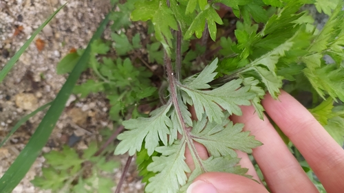 Artemisia codonocephala iNat (1)