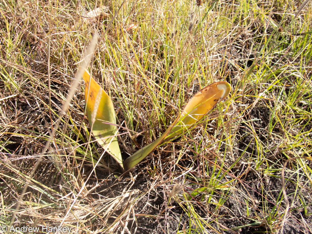 Haemanthus montanus, Ekurhuleni, Gauteng, South Africa